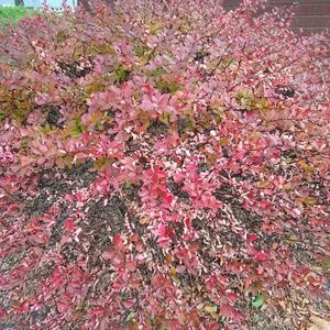 Meet your Posher, Dorothy